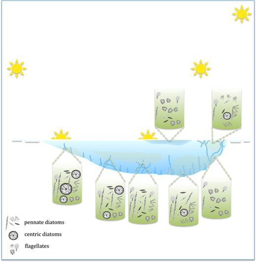 Figure 4. Schematic representation of the evolution of sympagic algal communities during sea-ice development. In autumn, a mixture of algal species is incorporated into sea ice during ice formation. Over winter, selection occurs during which the larger (centric) diatoms disappear. The spring community consists of a mixed community in bottom and infiltration layers. Towards summer, conglomerates of pennate diatoms are lost from the bottom ice, leaving mainly flagellate species. Isolated surface melt pond communities mainly consist of flagellates. Connection with the ice interior or bottom during melt can result in more mixed communities. DOI: https://doi.org/10.1525/elementa.267.f4