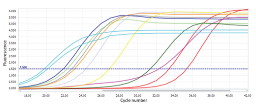 Figure 3. An example of a qPCR amplification plot from Site 3. This plot of fluorescence versus cycle number shows curves for the positive controls (bright blue, far left, cultured Bacillus cereus), negative controls (red, far right, NTC), and (left to right.) SSW samples (dark blue, light green), SML samples (gray, orange, light purple, yellow, dark green), and an air control (bright pink) from Site 3. The cycle number values corresponding with the threshold at 1.5 for the linear phase of amplification (blue dashed line) were used for abundance calculations. Primers specific to Bacillus spp. were used for all samples. DOI: https://doi.org/10.1525/elementa.268.f3