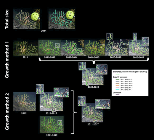 Figure 2. Total size and growth measurement methods for a Paramuricea biscaya colony. This colony was photographed at site MC294 at a depth of 1370 m. Total size was measured using the images from 2014, when the ball used as a size reference was placed next to the corals and photographed. In Method 1, growth was first measured between consecutive years (2013 images were not used due to insufficient image resolution). Once the images from 2012, 2014, 2015, 2016, and 2017 were digitized with the new growth over the previous time period, each increment of growth was digitized on the 2017 image. In Method 2, growth was measured directly by comparing the 2012 and 2017 images and digitized on the 2017 image. The 2017 digitized image was then compared to images from the previous years to identify when growth occurred. To allow for comparison of the methods and use of all data, growth measured between 2011 and 2012 was also added to the 2017 image in Method 2. DOI: https://doi.org/10.1525/elementa.349.f2