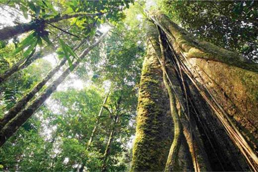 Figure 8. The Brazilian Amazon rainforest. In the past two decades, new research has illuminated the central role that the Amazon region plays in Latin America and globally. This huge rainforest zone not only contains exquisite biological diversity but helps maintain many fundamental global environmental cycles, such as the carbon and water cycles. These cycles are at the core of what some scientists have termed the Gaia hypothesis: the idea that Earth is effectively a single, self-regulating, complex system that sustains the conditions for life through its geological, biological, and environmental processes. Credit: http://grupolng.com.br/pt. DOI: https://doi.org/10.1525/elementa.364.f8