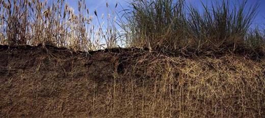 Figure 9. Root systems compared: annual wheat versus perennial wheatgrass. As seen in this picture, perennial plants can create complex root systems that descend deep into the soil. Perennial crops have many potential benefits compared to annual crops: for example, their roots can out-compete those of weedy plants; they can regrow each year, lengthening the productive period and reducing the costs of planting new crops each year. Perennial crops can also sequester much larger amounts of carbon in contrast to annual crops, while offering greater resilience in a climate-changed world. Credit: The Land Institute, Salinas, Kansas. DOI: https://doi.org/10.1525/elementa.364.f9