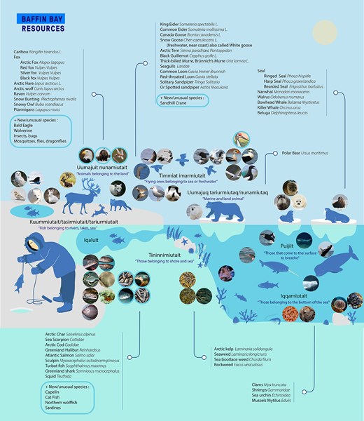 Infographic illustrating marine, air, and land resources in Kanngiqtugaapik, Pangniqtuuq, and Qikiqtarjuaq. This drawing is adapted from Rapinski et al. (2018). DOI: https://doi.org/10.1525/elementa.025.f2