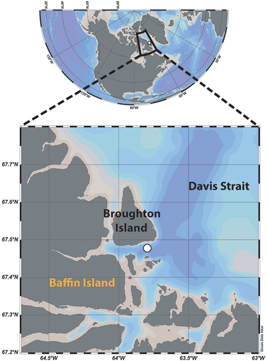 Map of the study area with location of the station investigated in Davis Strait. The white circle on the enlarged map of western Davis Strait indicates the sampling location. DOI: https://doi.org/10.1525/elementa.076.f1