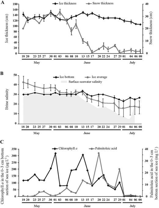 Time series of core parameters and biomarkers in sea ice. Time series of (A) snow (n = 8–17) and ice thickness (n = 8–22), where error bars are standard deviation (SD) of the mean; (B) brine salinity in bottom ice (0–10 cm, black diamonds) and averaged for the whole sea ice core (gray circles), where error bars are SD of the mean (n = 10–15) and surface seawater salinity is represented in watermark (adapted from Amiraux et al., 2019); and (C) concentrations of Chl a and palmitoleic acid in the bottom 0–3 cm sea ice section (3–4 sections pooled prior to analysis) from May 18 to June 08, 2016, at the sampling location in Davis Strait (Figure 1). DOI: https://doi.org/10.1525/elementa.076.f2