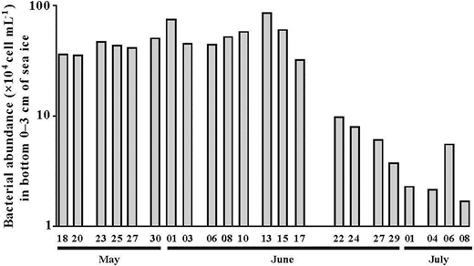 Time series of bacterial abundance in sea ice. Bacterial abundance in the bottom (0–3 cm) sea-ice section from May 18 to June 29, 2016, at the sampling location in Davis Strait (Figure 1), where the value for each date represents 3–4 pooled sea-ice sections. Chlorophyll peaks occurred on 1 and June 15, 2016, and concentrations of bactericidal palmitoleic acid increased thereafter (Figure 2C). DOI: https://doi.org/10.1525/elementa.076.f4
