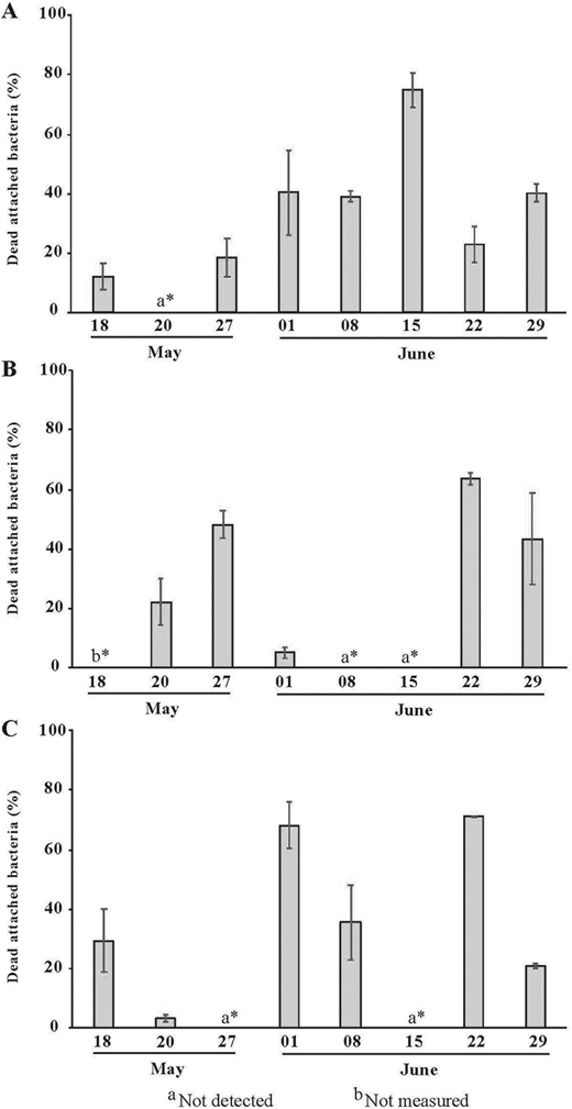 Time series of bacterial viability in sea ice and sinking particles. Time series of the dead percentage of attached bacterial communities in (A) the bottom (0–3 cm) sea-ice section, and in sinking particles collected at (B) 2 m and (C) 25 m from May 18 to June 29, 2016, at the sampling location in Davis Strait (Figure 1). Error bars indicate standard deviation (n = 2 for A, B, and C); a* indicates not detected; b* indicates not measured. DOI: https://doi.org/10.1525/elementa.076.f6