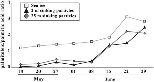 Time series of diatom biomarker in sea ice and sinking particles. Time series of palmitoleic/palmitic acid ratio in (A) the bottom (0–3 cm) sea-ice section and in sinking particles collected at (B) 2 m and (C) 25 m from May 18 to June 29, 2016, at the sampling location in Davis Strait (Figure 1). DOI: https://doi.org/10.1525/elementa.076.f8