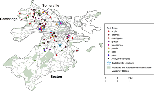 (A–E) Map of urban fruit samples and types of settings in which fruit can be harvested. (A) Map representing the locations of fruit trees and soil samples in Boston, Cambridge, and Somerville, with MassDOT roads and open space. Analyzed samples are marked with an “x.” (B–E) highlight the variety of settings for urban fruit from (B) along roadsides, (C) urban farms growing multiple types of produce (collards and apples), (D) historic properties with antique mini-orchards, and (E) street corners (with two members of the League of Urban Canners).