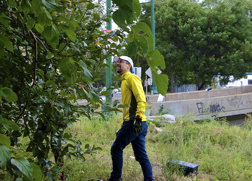 (A–E) Map of urban fruit samples and types of settings in which fruit can be harvested. (A) Map representing the locations of fruit trees and soil samples in Boston, Cambridge, and Somerville, with MassDOT roads and open space. Analyzed samples are marked with an “x.” (B–E) highlight the variety of settings for urban fruit from (B) along roadsides, (C) urban farms growing multiple types of produce (collards and apples), (D) historic properties with antique mini-orchards, and (E) street corners (with two members of the League of Urban Canners).