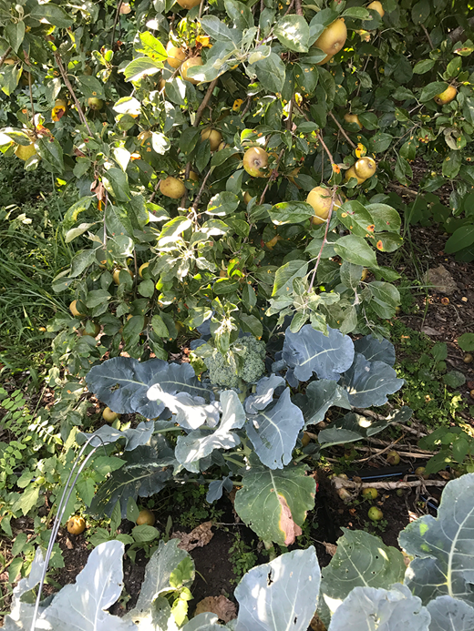 (A–E) Map of urban fruit samples and types of settings in which fruit can be harvested. (A) Map representing the locations of fruit trees and soil samples in Boston, Cambridge, and Somerville, with MassDOT roads and open space. Analyzed samples are marked with an “x.” (B–E) highlight the variety of settings for urban fruit from (B) along roadsides, (C) urban farms growing multiple types of produce (collards and apples), (D) historic properties with antique mini-orchards, and (E) street corners (with two members of the League of Urban Canners). 