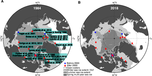 Figure 11. Pan-Arctic distribution of documented UIBs. Sea-ice maps of the Arctic Ocean are shown for (A) 1984 and (B) 2018, where white indicates open ocean; light gray, winter sea-ice extent (i.e., March); gray, summer sea-ice extent (i.e., September); and dark gray, winter multi-year (i.e., March) sea ice. Blue squares and red diamonds respectively indicate expeditions before 2000 and after 2000. See Figure 1 for the months when each expedition took place. DOI: https://doi.org/10.1525/elementa.430.f11