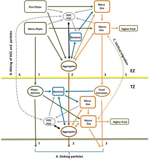 Conceptual food web diagram from the EXPORTS Science Plan. Shown here is the conceptual food web diagram or “wiring diagram” from the EXPORTS Science Plan (EXPORTS Writing Team, 2015). The upper portion represents the euphotic zone (EZ) food web while the lower portion represents the mesopelagic zone, sometimes referred to as the twilight zone (TZ). These two regions are connected via the vertical flux pathways due to (A) sinking particles, (B) physical mixing of particles and dissolved organic carbon (DOC), and (C) the vertical migration of macrozooplankton and higher trophic organisms. The EZ food web denotes the input of net primary production by picophytoplankton and microplankton, the grazing by microzooplankton and microzooplankton and the recycling of some of the NPP energy by the microbial loop. Sinking particles can leave the EZ via (1) phytodetritus, (2) aggregates, and (3) fecal materials and zooplankton carcasses. The TZ food web consumes and recycles organic matter transferred to it via the three major pathways. The organic carbon consumption within the TZ food web controls the transmission of the sinking particle flux to depth. DOI: https://doi.org/10.1525/elementa.2020.00107.f2