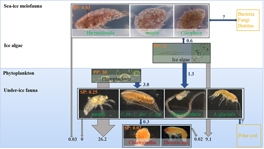 Carbon flux of sympagic biota. Estimated trophic relationships regarding carbon production, consumption, and carbon export (all values are means in mg C m–2 day–1) for the sympagic biota of the Atlantic inflow area north of Svalbard in spring. Font colors: Green indicates key taxa of this study that are considered to be mainly herbivorous (including Calanus finmarchicus, Calanus glacialis, Calanus hyperboreus, and Apherusa glacialis); red: key taxa of this study considered to be carnivorous; yellow: other taxa (including detritus as a potential carbon source) not included in this study; orange: mean production rate for the respective compartment of the sympagic biota; blue: mean ingestion of the respective consumer; and gray: estimated carbon surplus from the respective sympagic compartment, which is potentially released to the water column. Arrows point in the direction of possible carbon flux; thickness of arrows corresponds to the amount of carbon flux. PP = primary production; SP = secondary production. Photographs by Julia Ehrlich. DOI: https://doi.org/10.1525/elementa.2020.00169.f6