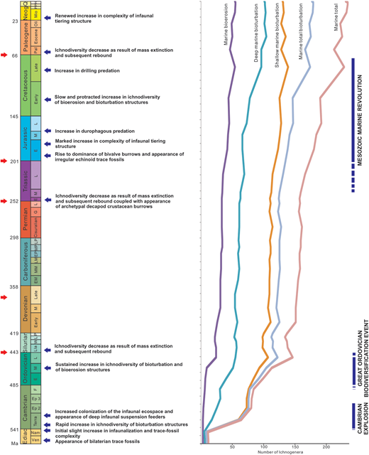 Changes in trace-fossil diversity and milestones in animal–substrate interactions in marine environments through geologic time. Red arrows indicate mass extinctions, whereas blue arrows indicate major macroevolutionary events as indicated by the trace-fossil record. Ediac indicates the Ediacaran period and Neog indicates the Neogene period. After Buatois and Mángano (2018) and references therein. DOI: https://doi.org/10.1525/elementa.2020.00180.f3