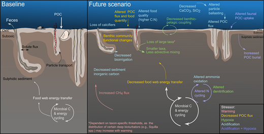 A summary of projected benthic impacts of potential environmental stressors caused by climate change. Baseline conditions (left panel) are compared to a future scenario (right panel) of warming and altered particulate organic carbon fluxes, hypoxia, acidification, and interactions between stressors. Interactive effects with warming will likely affect many of the processes shown. Projections are based on patterns seen along natural gradients in coastal and continental margin environments (i.e., within existing oxygen-deficient regions), as well as in short-term experimental studies. Outcomes depicted here may not necessarily occur across the entire seafloor. Better understanding and predictions of impacts of multiple stressors on benthic communities and associated biogeochemical cycles will require additional studies and observations, particularly those focused on interactions between stressors. DOI: https://doi.org/10.1525/elementa.2020.00173.f4