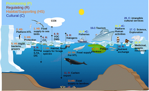 Key examples of sea-ice ecosystem services. Examples for provisioning (P, yellow), regulating (R, red) habitat/supporting (H, orange), and cultural (C, blue) ecosystem services provided by polar sea-ice ecosystems: (1) Food supply to higher trophic level species and sea birds; (2) Platform for birthing and neonatal care of higher trophic species; (3) Protection from predators for ice-adapted species; (4) Habitat for sympagic algae, bacteria, grazers (ice, melt pond, slush communities); (5) Brine drainage that exports salt (S), total alkalinity (TA), dissolved inorganic carbon (DIC); (6) CO2 exchange; (7) Habitat and food supply for key foraging species (amphipods, Antarctic krill, Arctic cod); (8) Emission of aerosol precursors for cloud condensation nuclei (CCN), including volatile organic compounds (VOC) and dimethylsulfide (DMS); (9) Halogen oxidation via frost flowers and snow; (10) Food supply for higher trophic level species (fish, seals, whales); (11) Carbon export into the (deep) ocean; (12) Food supply to benthic species; (13) Fisheries and harvesting; (14) Nutrient supply to pelagic phytoplankton; (15) Tourism; (16) Platform for human transport and subsistence harvesting; (17) Spiritual connection and inspiration, science and exploration; (18) Nutrient exchange; (19) Medicinal and genetic resources; and (20) all of the intangible, cultural, services that connect coastal communities to the sea ice, such as spiritual experience and Indigenous and local knowledge (see Table 1). DOI: https://doi.org/10.1525/elementa.2021.00007.f1