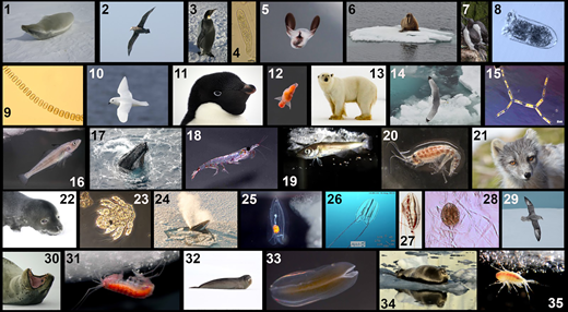 Selection of sea-ice–associated organisms. Nonexhaustive selection of sea-ice–associated organisms from the Southern Ocean (SO) and the Arctic Ocean (AO). Species from both hemispheres are shown together to stress the global importance of sea ice for ice-associated species. Species: (1) crabeater seal (Lobodon carcinophaga, SO); (2) giant petrel (Macronectes giganteus, SO); (3) emperor penguin (Aptenodytes forsteri, SO); (4) ciliate (Ciliophora, SO); (5) pteropod (Limacina helicina, SO); (6) walrus (Odobenus rosmarus, AO); (7) thick-billed murre (Uria lomvia, AO); (8) tintinnid (Tintinnidae, AO); (9) ice alga (Thalassiosira sp., SO); (10) snow petrel (Pagodroma nivea, SO); (11) Adélie penguin (Pygoscelis adeliae, SO); (12) sea angel (Clione limacina, SO); (13) polar bear (Ursus maritimus, AO); (14) Kittiwake (Rissa tridactyla, AO); (15) ice alga (Nitzschia sp., AO); (16) Antarctic fish (Aethotaxis mitopteryx, SO); (17) humpback whale (Megaptera novaeangliae, SO); (18) Antarctic krill (Euphausia superba, SO); (19) Arctic cod (Boreogadus saida, AO); (20) sea-ice amphipod (Apherusa glacialis, AO); (21) Arctic fox (Vulpes lagopus, AO); (22) Weddell seal (Leptonychotes weddellii, SO); (23) nauplius larva (Copepoda, SO); (24) Antarctic minke whale (Balaenoptera bonaerensis, SO); (25) siphonophore (Diphyes antarctica, SO); (26) comb jellyfish (Mertensia sp., AO); (27) copepod (Calanus glacialis, AO); (28) ciliate (Didinium sp., AO); (29) northern fulmar (Fulmarus glacialis, AO); (30) leopard seal (Hydrurga leptonyx, SO); (31) sea-ice amphipod (Eusirus microps, SO); (32) Ross seal (Ommatophoca rossii, SO); (33) comb jellyfish (Beroe sp., SO); (34) bearded seal (Erignathus barbatus, AO); (35) sea-ice amphipod (Gammaris wilkitzkii, AO). Photo credits: H.F. (1, 2, 3, 10, 11, 13, 17, 19, 22, 29, 30, 35); J.A.F. (5, 7, 12, 16, 18, 24, 25, 31, 32, 33); Julia Ehrlich (4, 8, 23, 28); Susanne Kühn (6, 14, 21, 34); J.S. (9); Clara Hoppe (15); Christian Katlein and Marcel Nicolaus (26); Carin Ashijan (27). DOI: https://doi.org/10.1525/elementa.2021.00007.f4