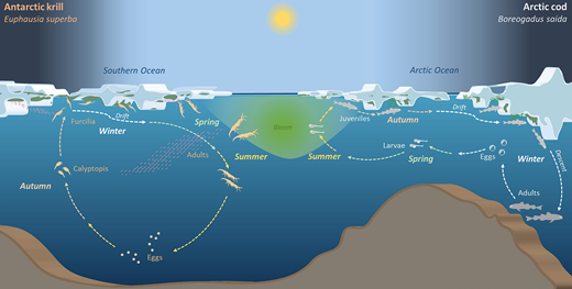 Life cycles of Arctic cod and Antarctic krill. Life cycles of Arctic cod (Boreogadus saida) and Antarctic krill (Euphausia superba), two ecologically key species associated with sea ice. For each life cycle stage, the season is indicated by coloured font and arrows: green (spring), yellow (summer), brown (autumn), and white (winter). Krill spawn during austral summer in the open ocean. The eggs sink to great depth (up to ≈1,000 m), where the first larval stage hatches. From there, larvae slowly rise to the surface (developmental ascent, Marr, 1962) while they develop into the first feeding stages. In autumn, they feed on phytoplankton and ice algae, while they associate with the growing sea ice. They survive the winter in close association with the sea-ice underside, where they develop into juveniles. By spring, krill have passed through 12 distinct larval stages from hatching to juvenile. In summer, mature adults mate in deep waters following a complex behavioural pattern (Kawaguchi et al., 2011). Arctic cod spawning occurs in winter (Bouchard and Fortier, 2008, 2011), and the buoyant eggs are adapted to sub-zero temperatures under sea ice. Larvae develop from spring to late summer in largely ice-free waters (Bouchard and Fortier, 2008, 2011). Hatching is synchronized with the start of copepod production, which in turn depends on ice-algal bloom timing (Bouchard and Fortier, 2008). By October–November, Arctic cod that reach a threshold size of approximately 5.5 cm are assumed to join the adult populations in deeper habitats (Geoffroy et al., 2015). DOI: https://doi.org/10.1525/elementa.2021.00007.f5
