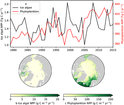 Simulated ice-algal and phytoplankton primary production in the Arctic. (a) Spatiotemporal variability in modeled ice-algal and phytoplankton primary production in the Arctic. (a) Time series of depth-integrated annual net primary production (NPP) by ice algae (bottom 3 cm of sea ice) and phytoplankton (upper 90 m of the water column) over the period of 1979–2015. Spatial distribution of NPP by (b) ice algae and (c) phytoplankton averaged over the period of 1979–2015. All results are based on numerical simulations using a pan-Arctic model (Hayashida et al., 2020). A comparable effort for the Southern Ocean is currently not available, but a coordinated effort to simulate ice-algal trends in both Arctic and Southern Ocean is underway within Phase 2 of the Ice Algae Model Intercomparison Project (IAMIP2; Hayashida et al., 2021). DOI: https://doi.org/10.1525/elementa.2021.00007.f10